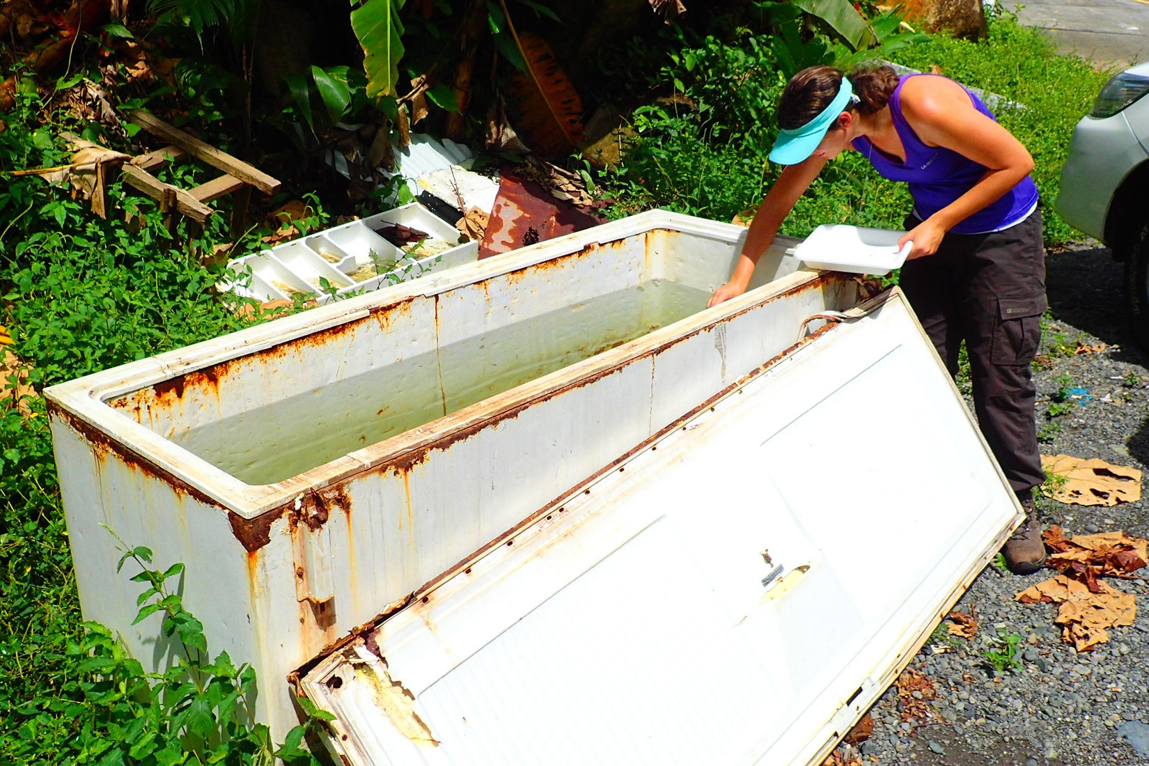 Kelly Bennett, post-doctoral fellow samples mosquito larvae in Panama-wide survey