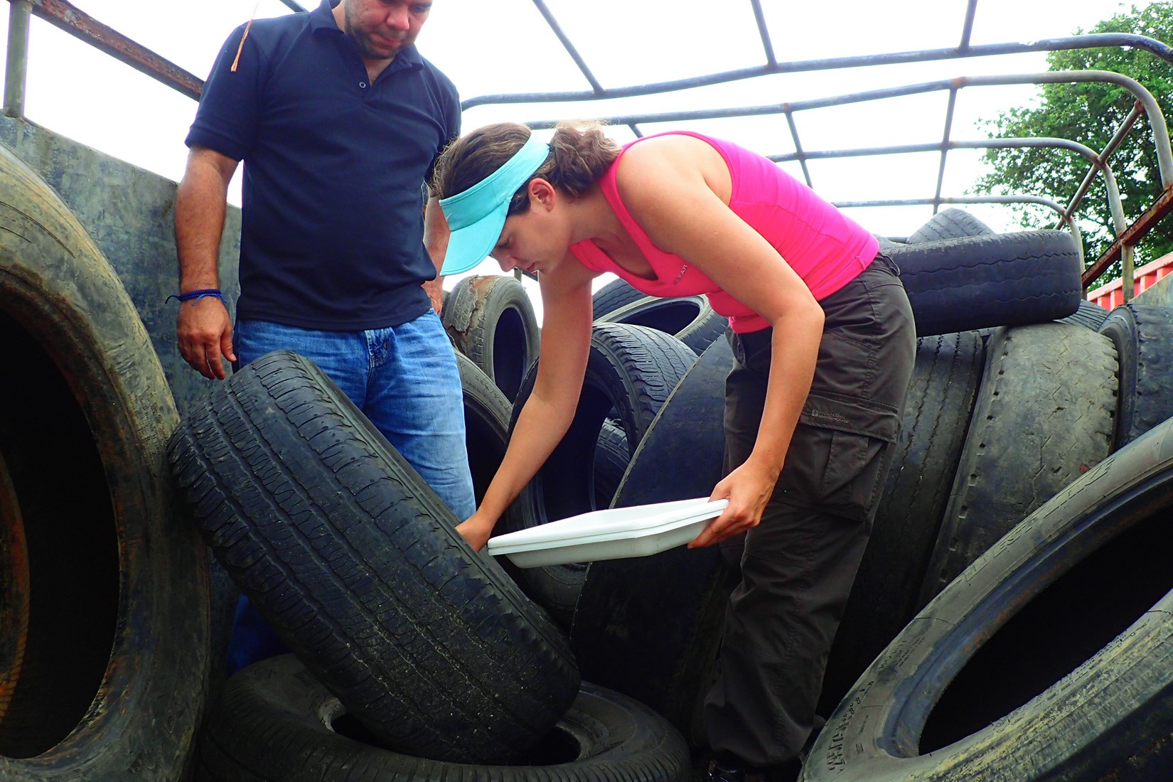 Kelly Bennett, post-doctoral fellow, and Jose Loaiza, principal investigator, sample mosquito larvae from used tires