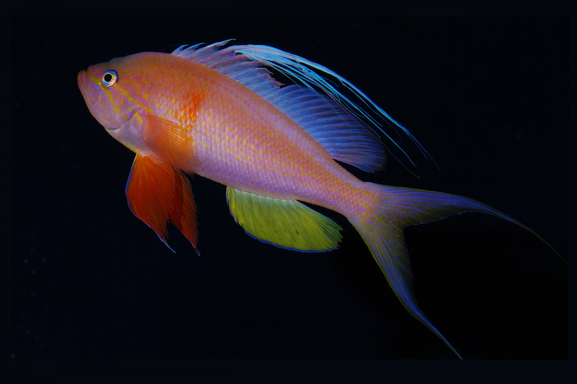 Baldwinella vivanos, one of STRI staff scientist D. Ross Robertson’s favorite new fish species discovered in the rariphotic