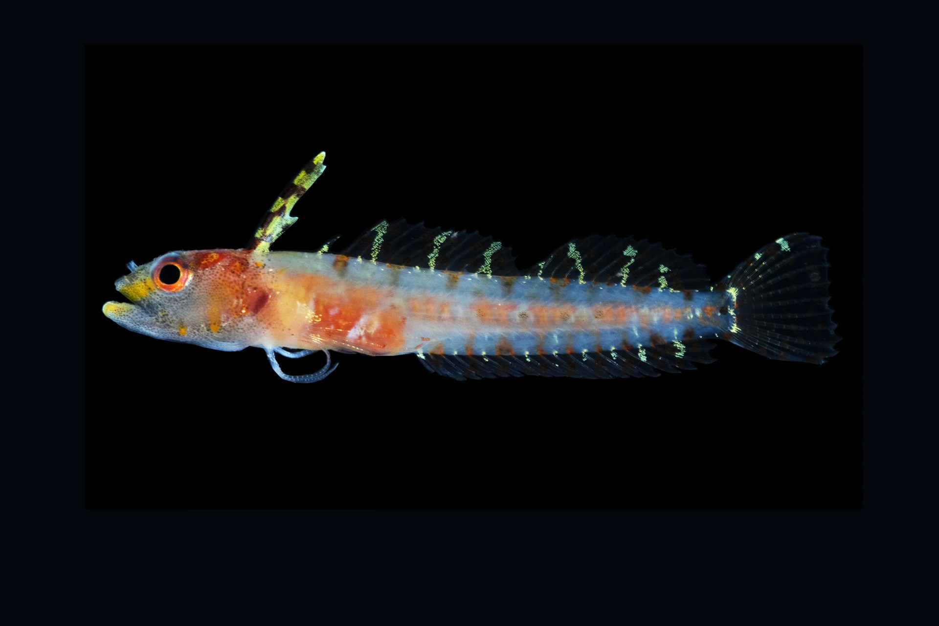 Rariphotic, Haptoclinus dropi was named for the Smithsonian's Deep Reef Observation Project