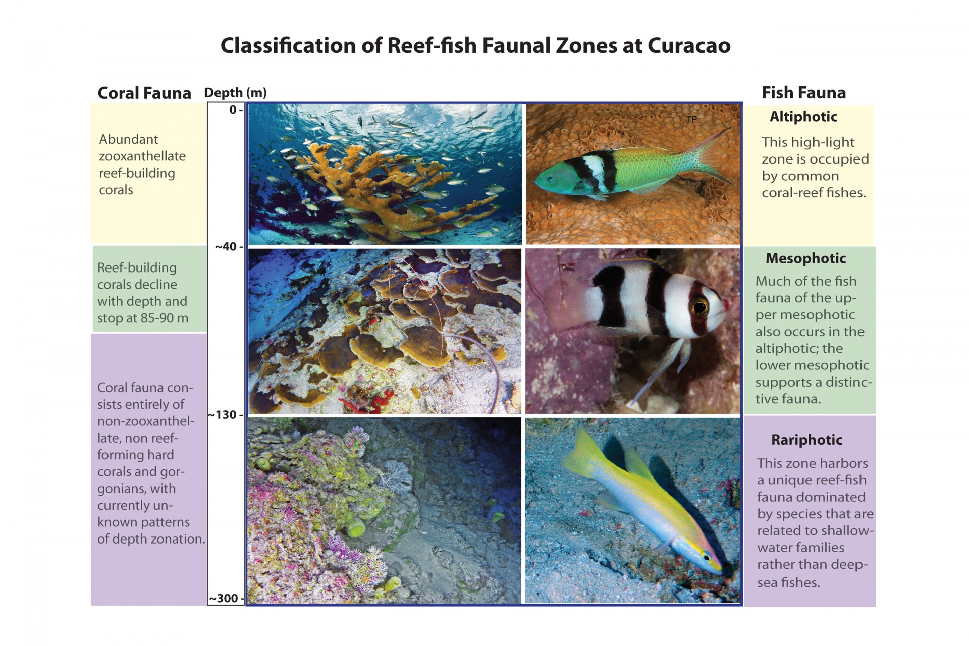 Classification of faunal zones above the aphotic based on analysis of fish assemblages at Curaçao
