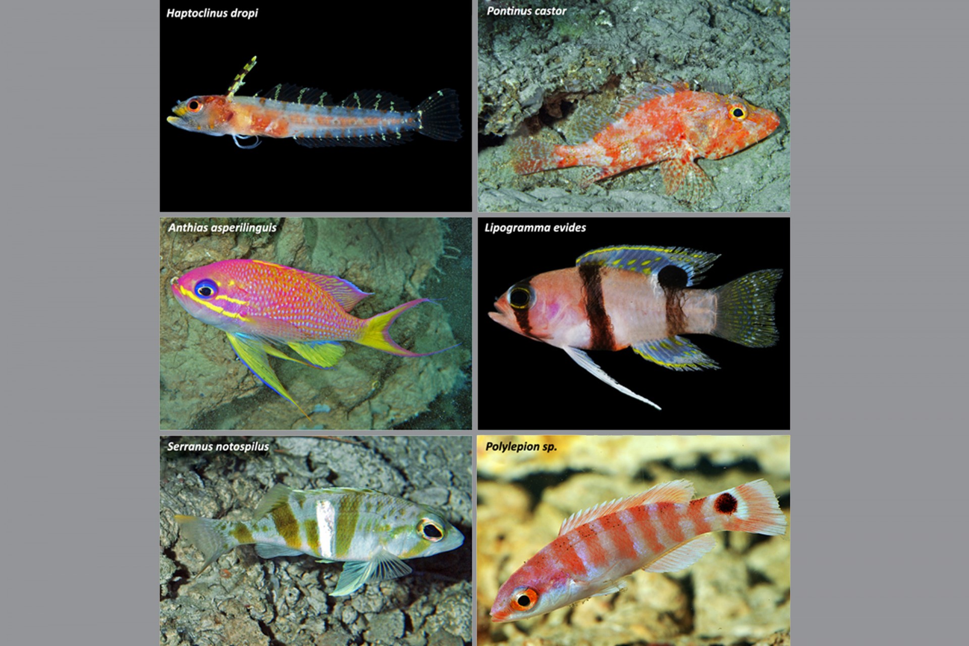 Representative Caribbean fishes inhabiting the rariphotic zone off Curaçao