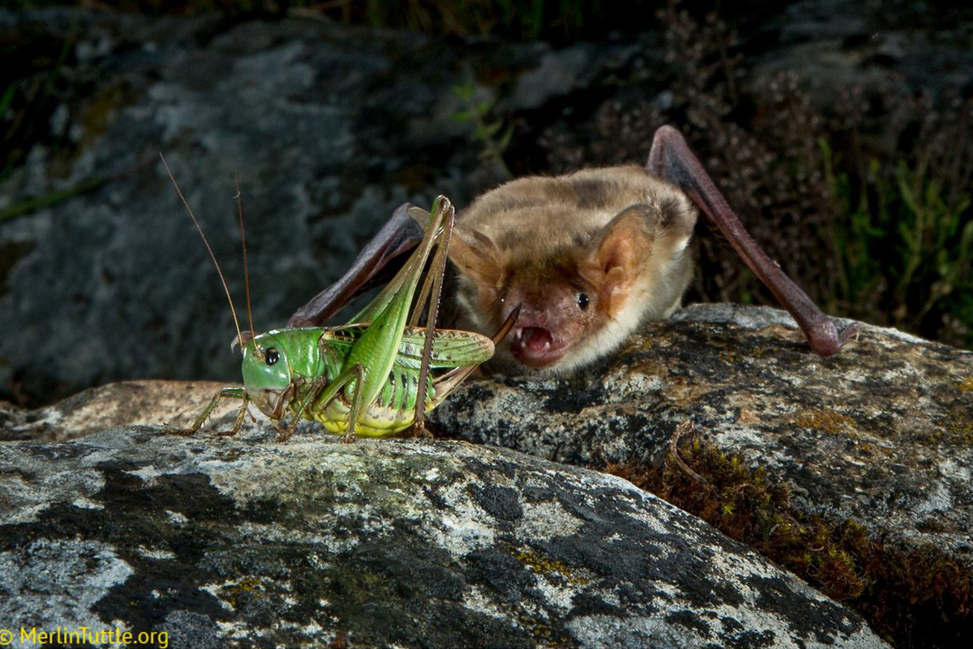 Bats use private and social information as they hunt