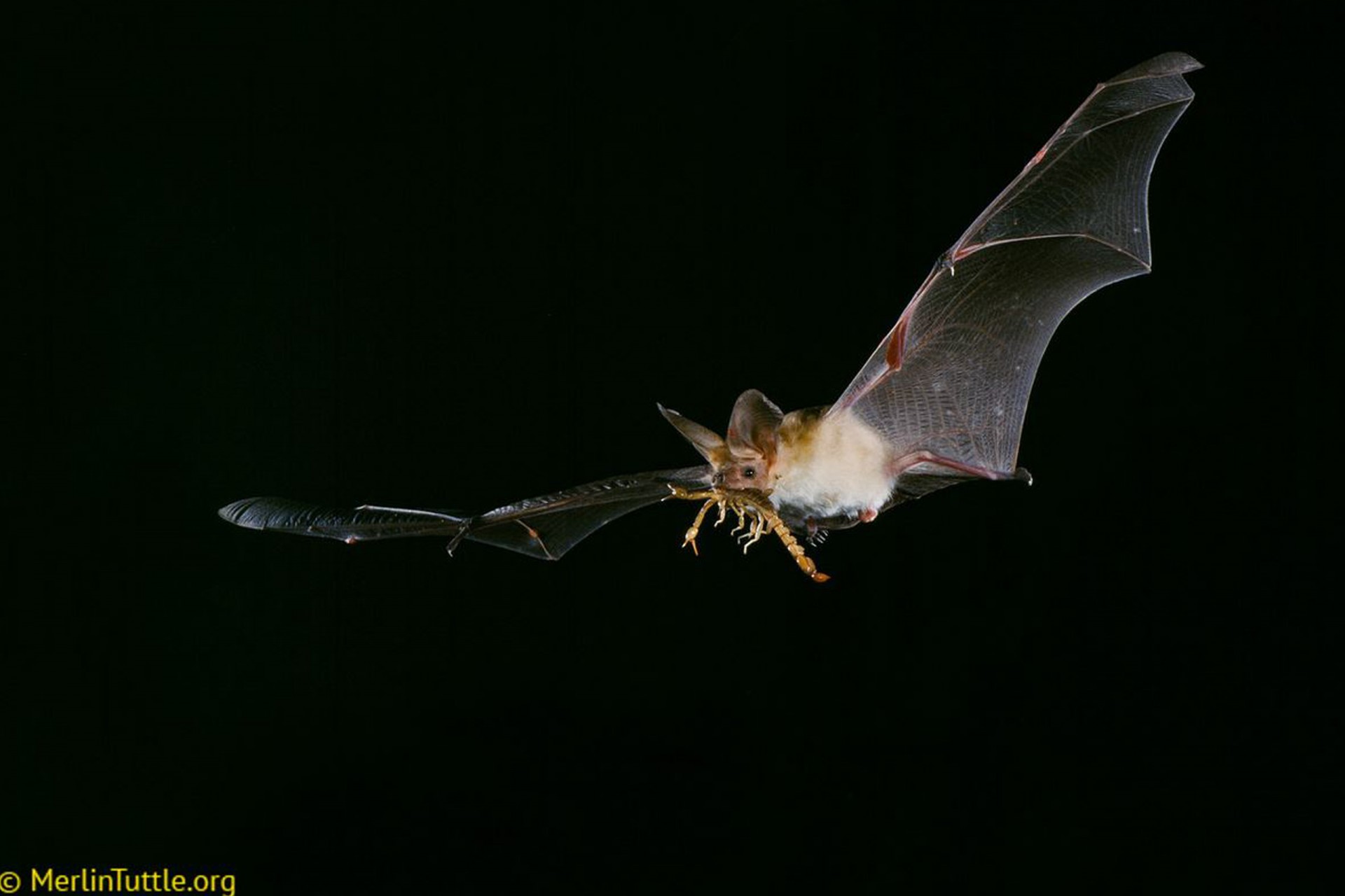 Bats use private and social information as they hunt