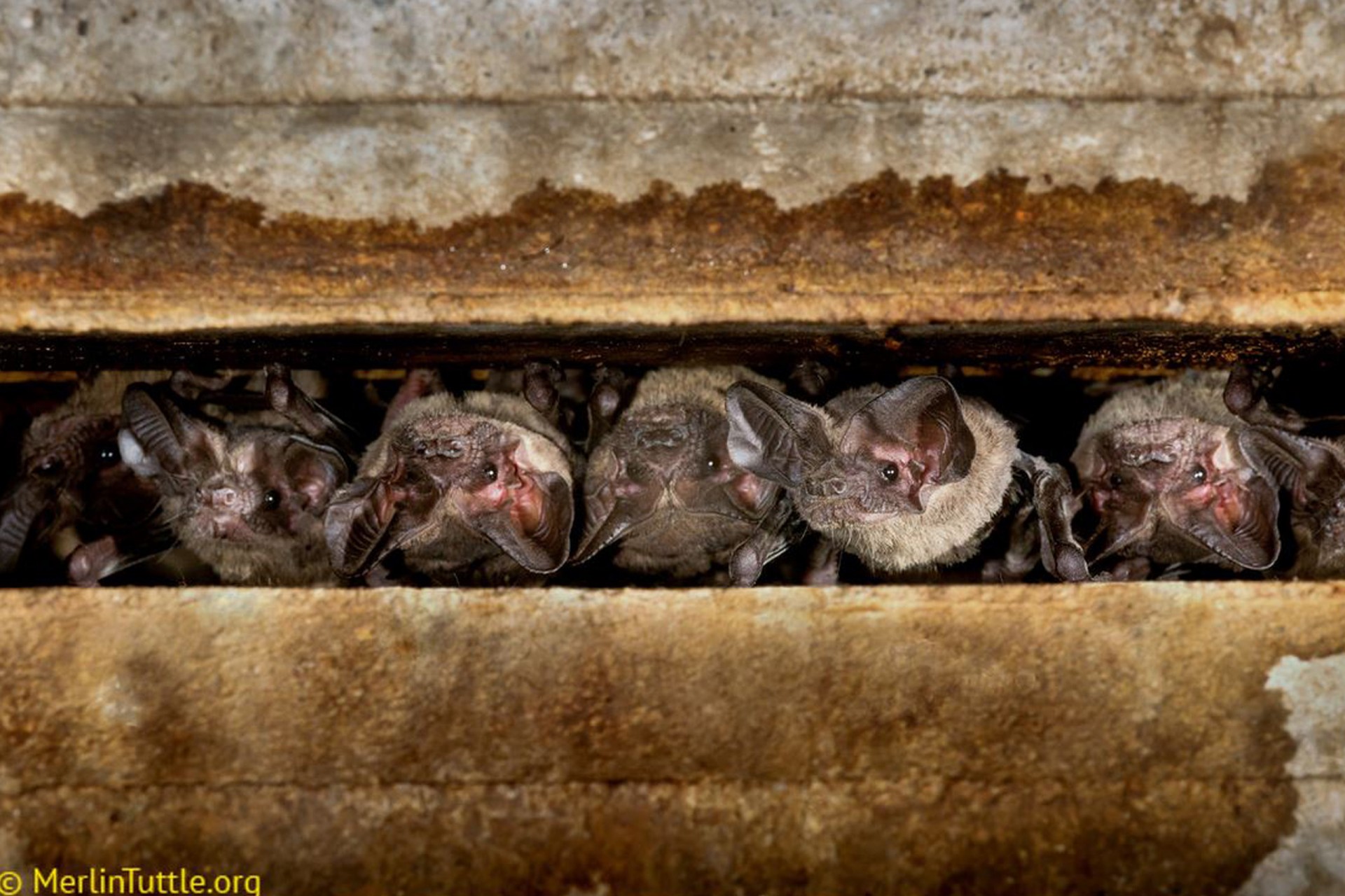 Bats use private and social information as they hunt