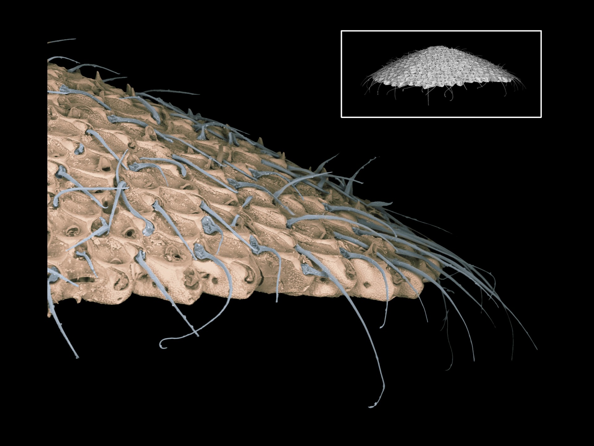Smithsonian Tropical Research Institute