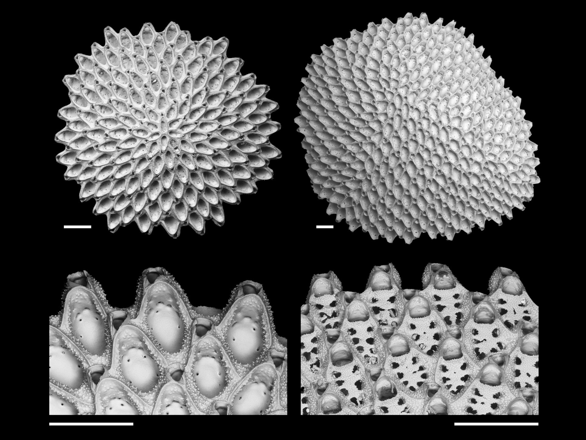 Smithsonian Tropical Research Institute