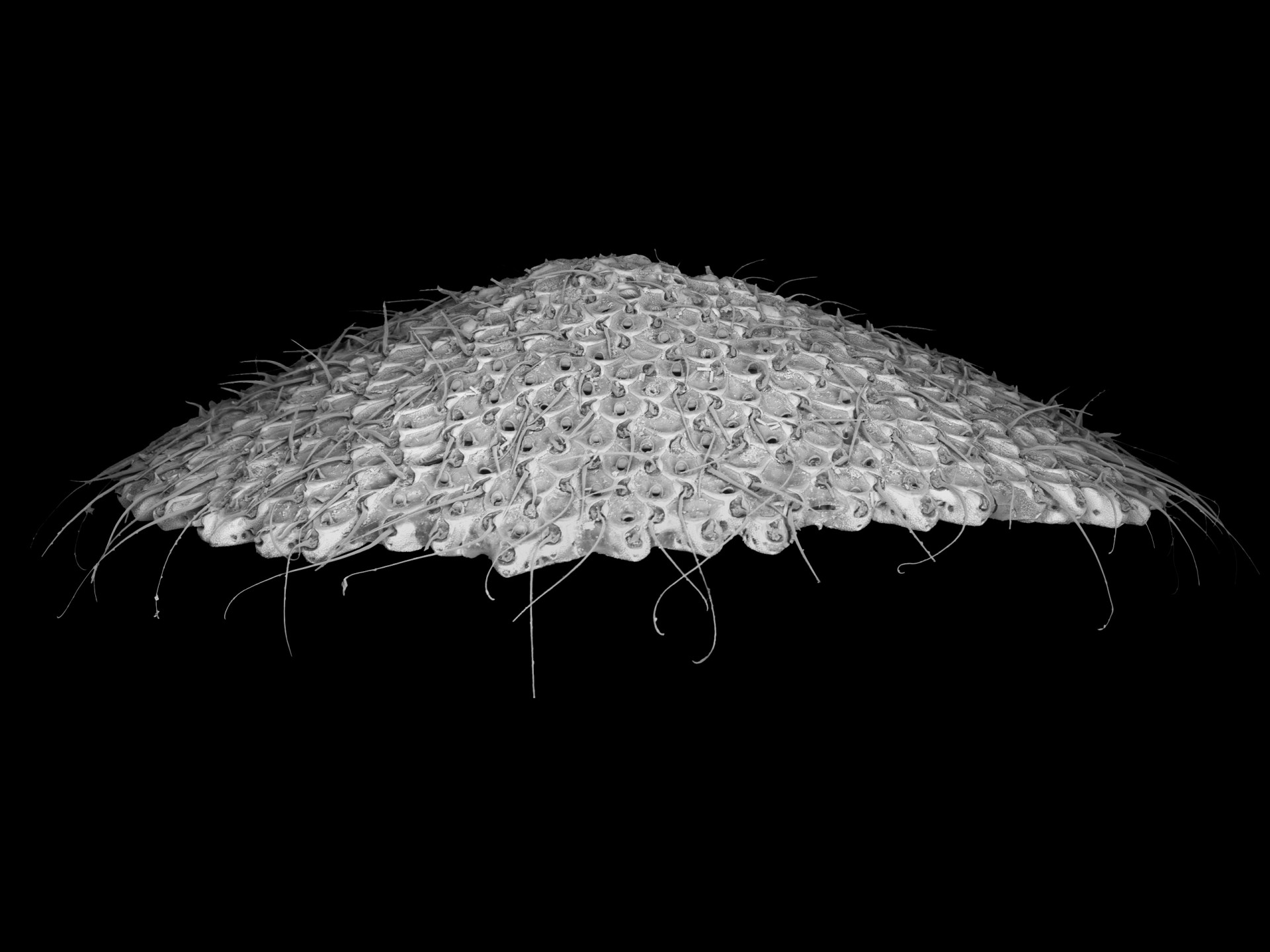 Smithsonian Tropical Research Institute