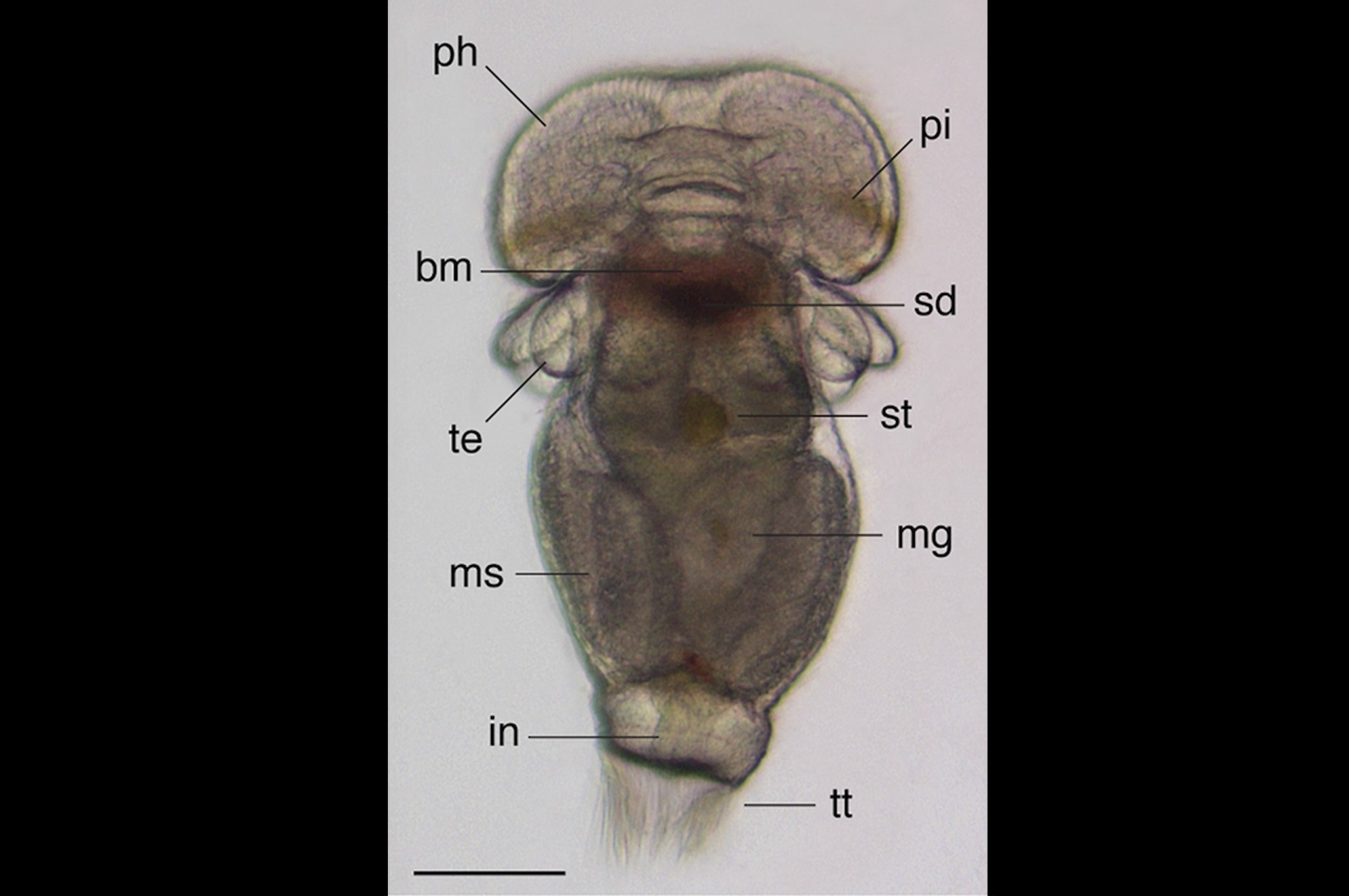 phoronids_larvae_slideshow_1_2