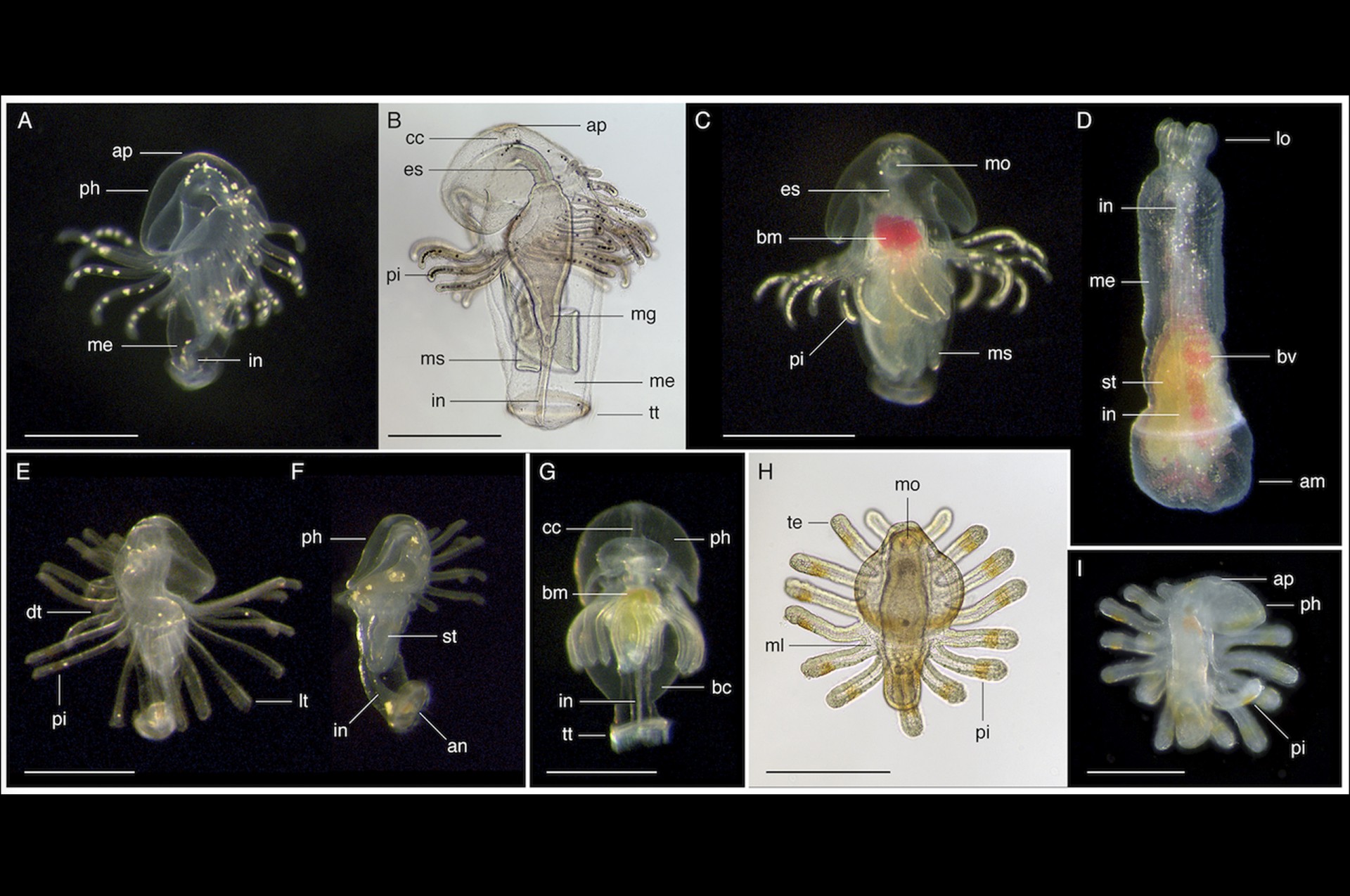 larvae slideshow 3
