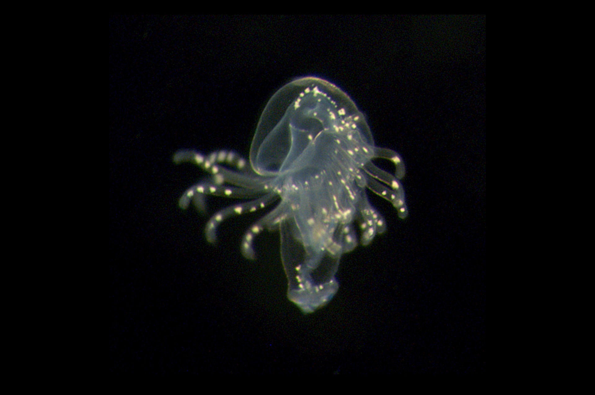 larvae 4