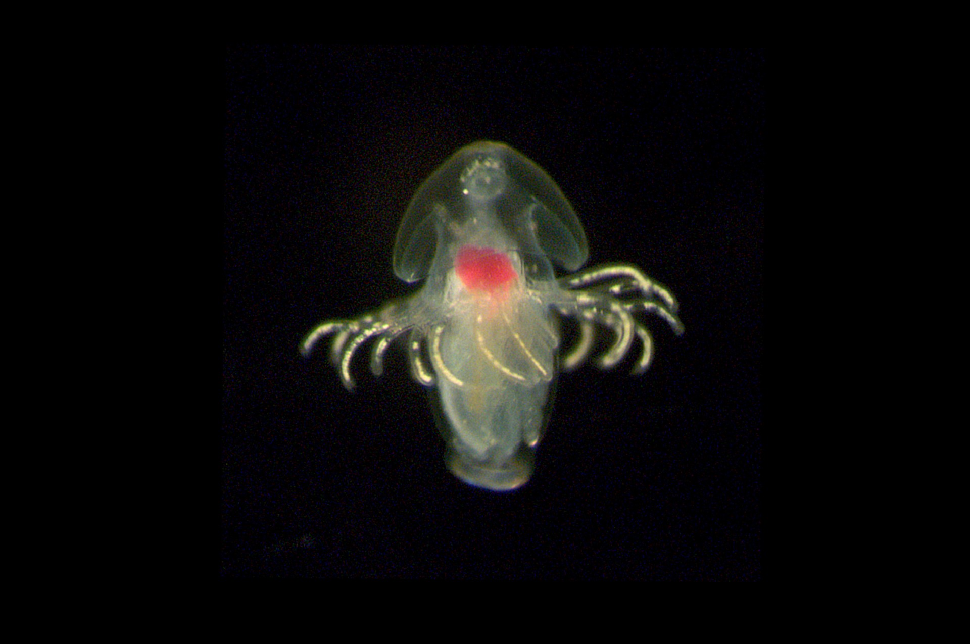 larvae 5