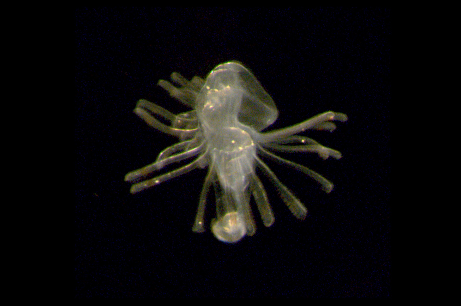 larvae 7