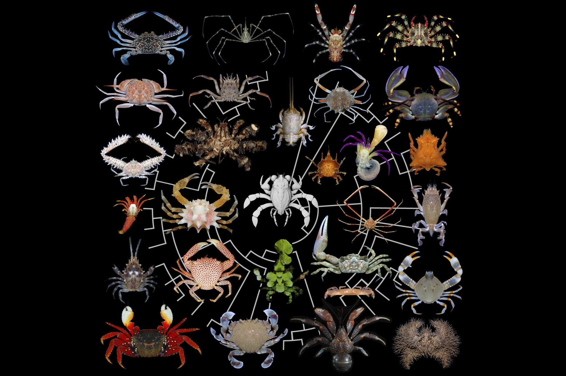 platypus crab slideshow 1