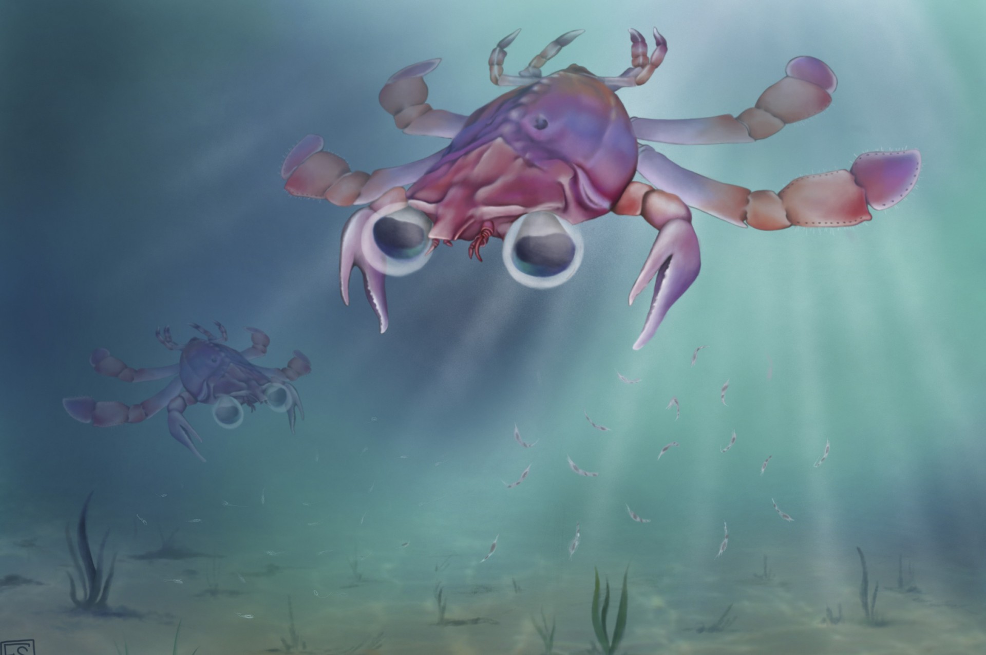 Artistic reconstruction of Callichimaera perplexa
