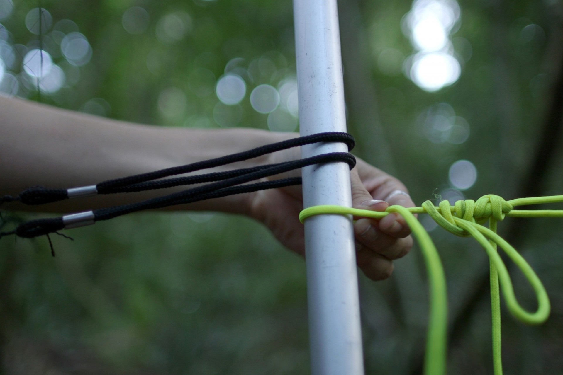Are bats spying on their prey in the canopy?
