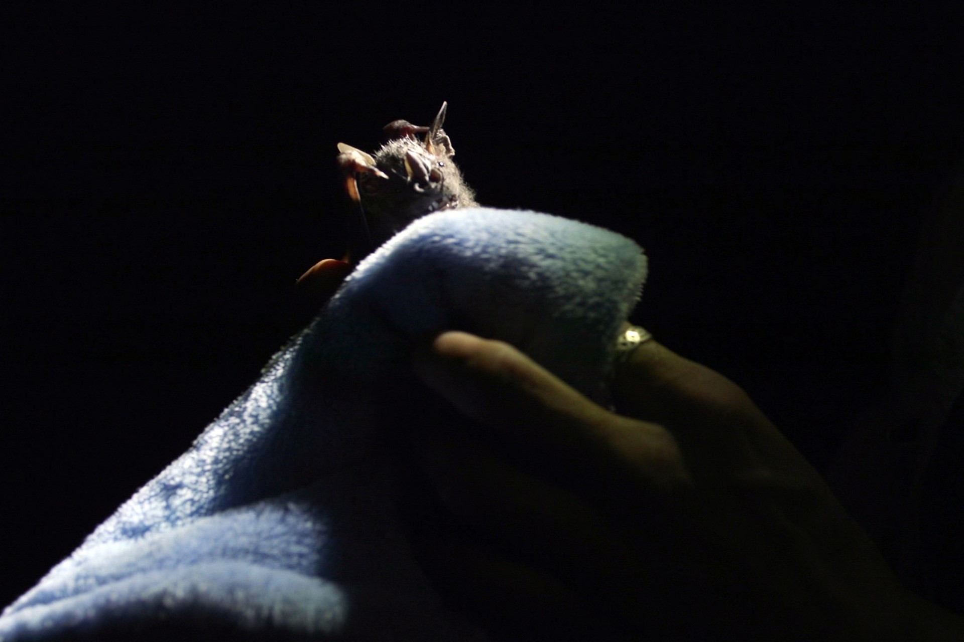 Are bats spying on their prey in the canopy?