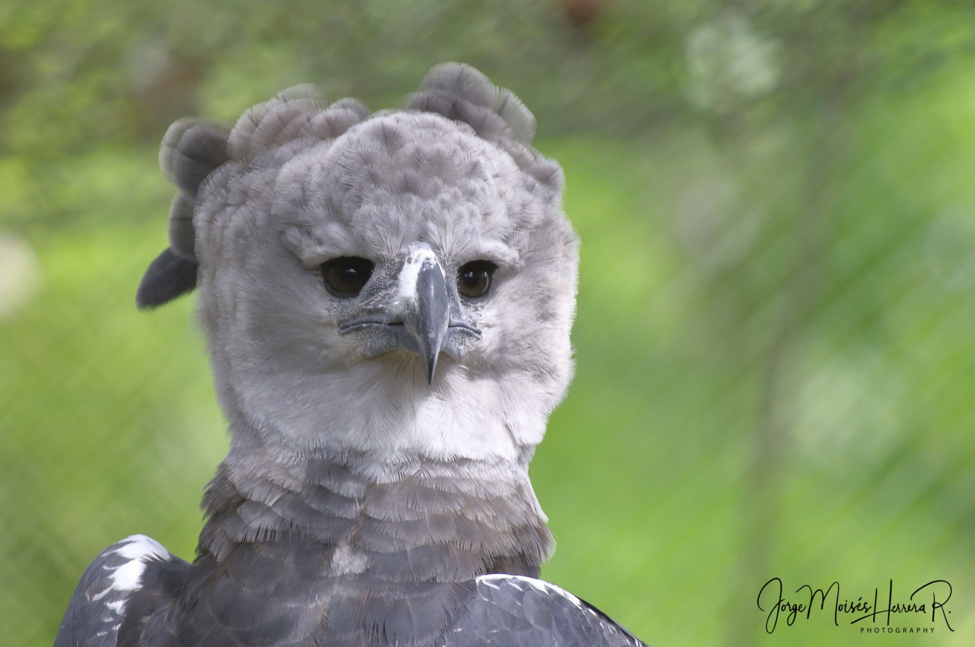 Save the Harpy Eagle 2019