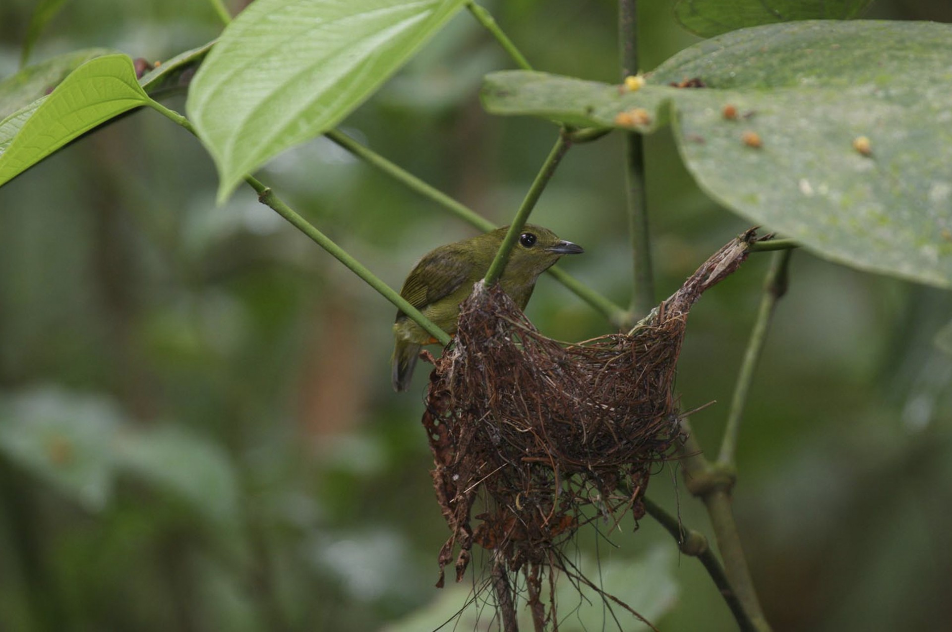 Trans birds
