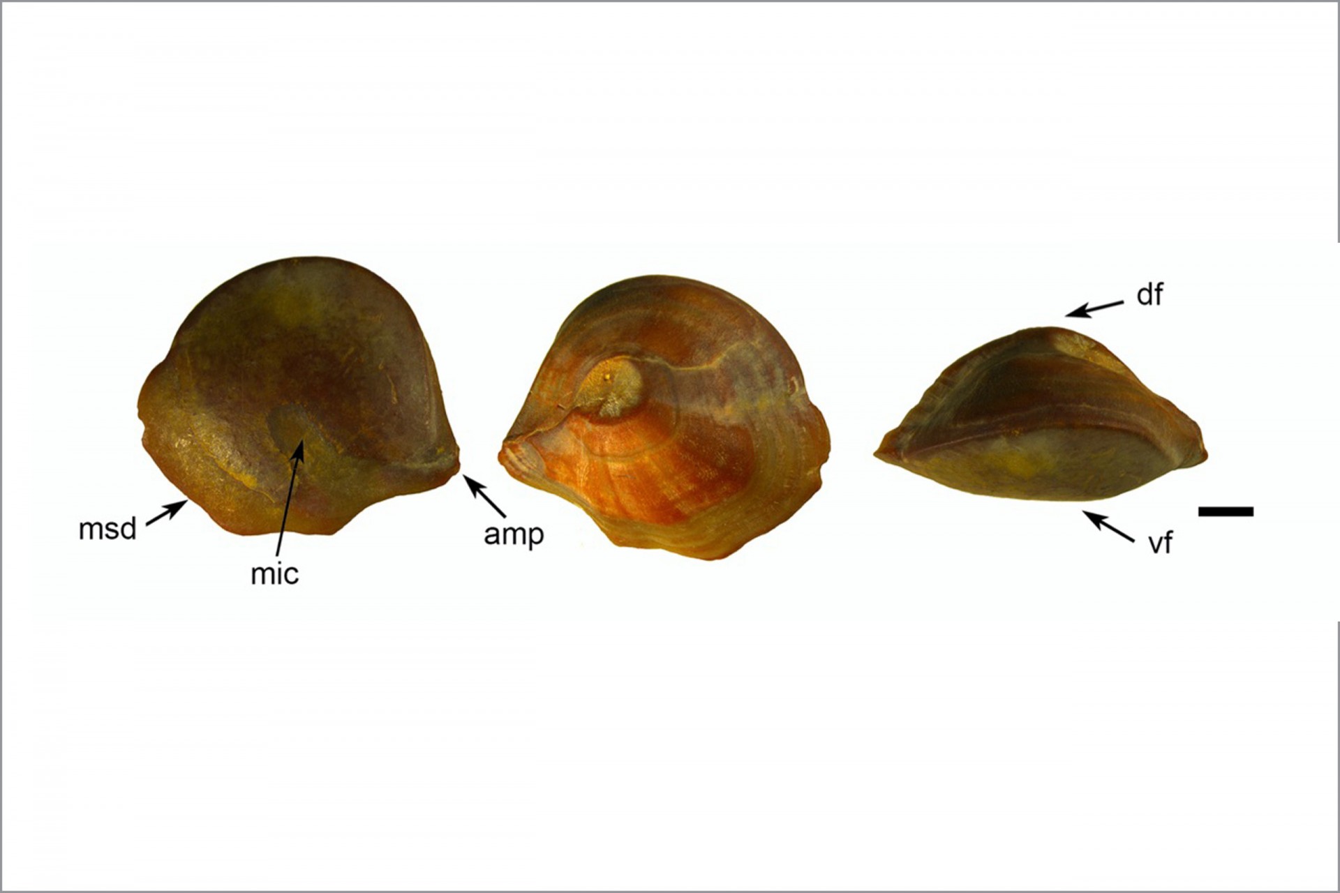 Smithsonian Tropical Research Institute