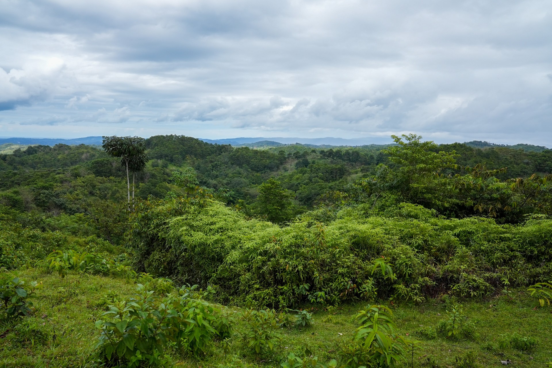 Smithsonian Tropical Research Institute