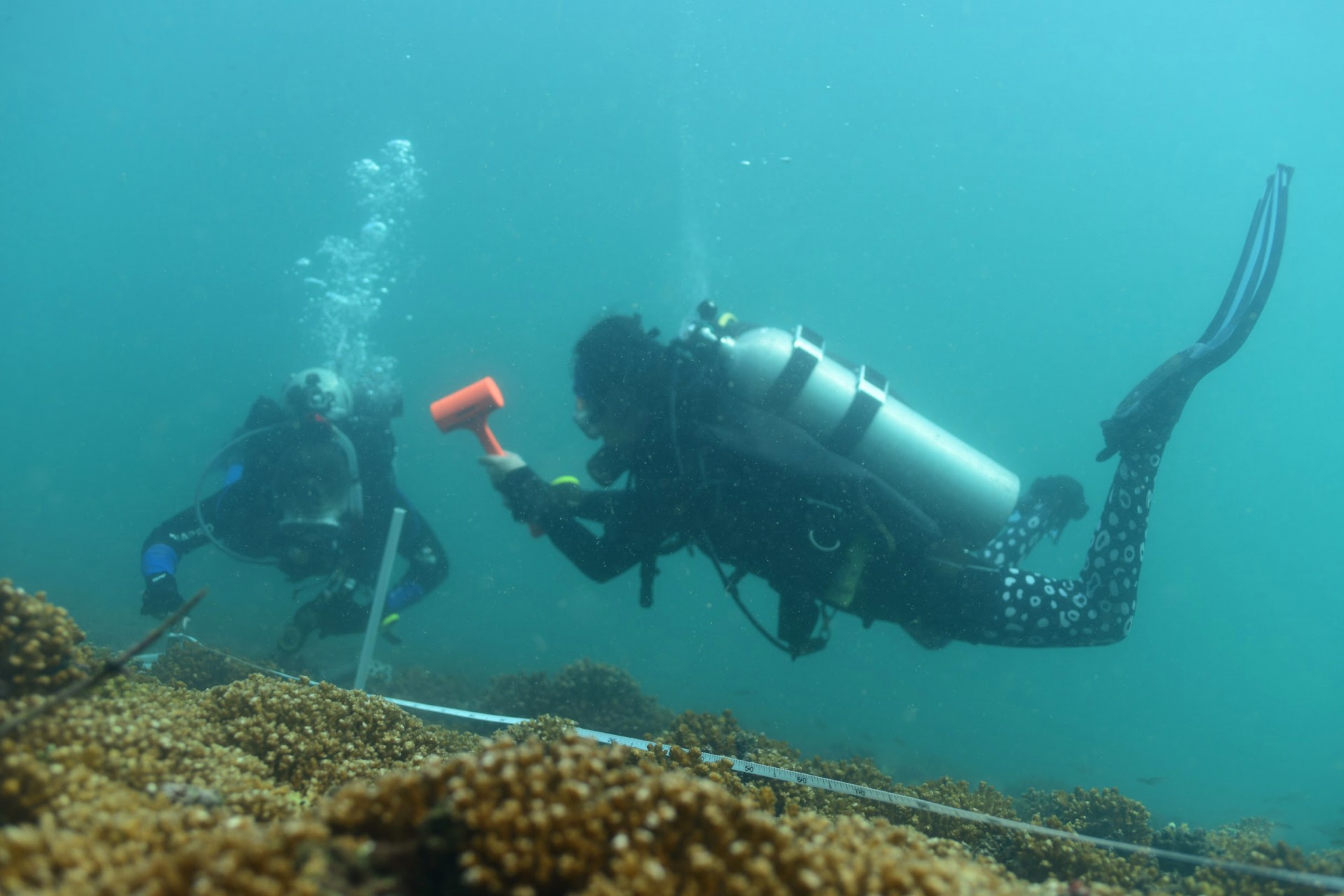 Variola-tape-measure - Coral Reef Research Foundation