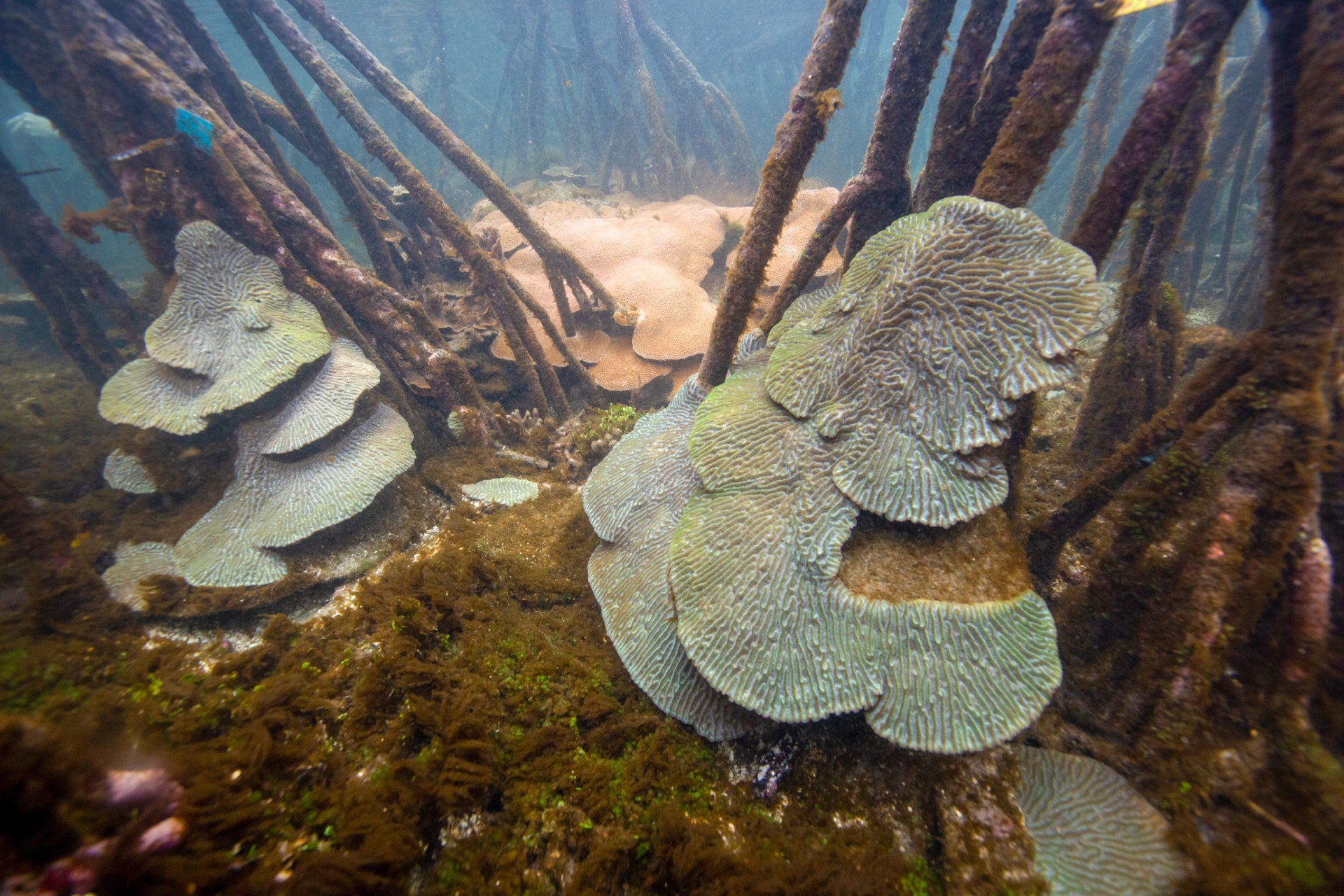 Smithsonian Tropical Research Institute
