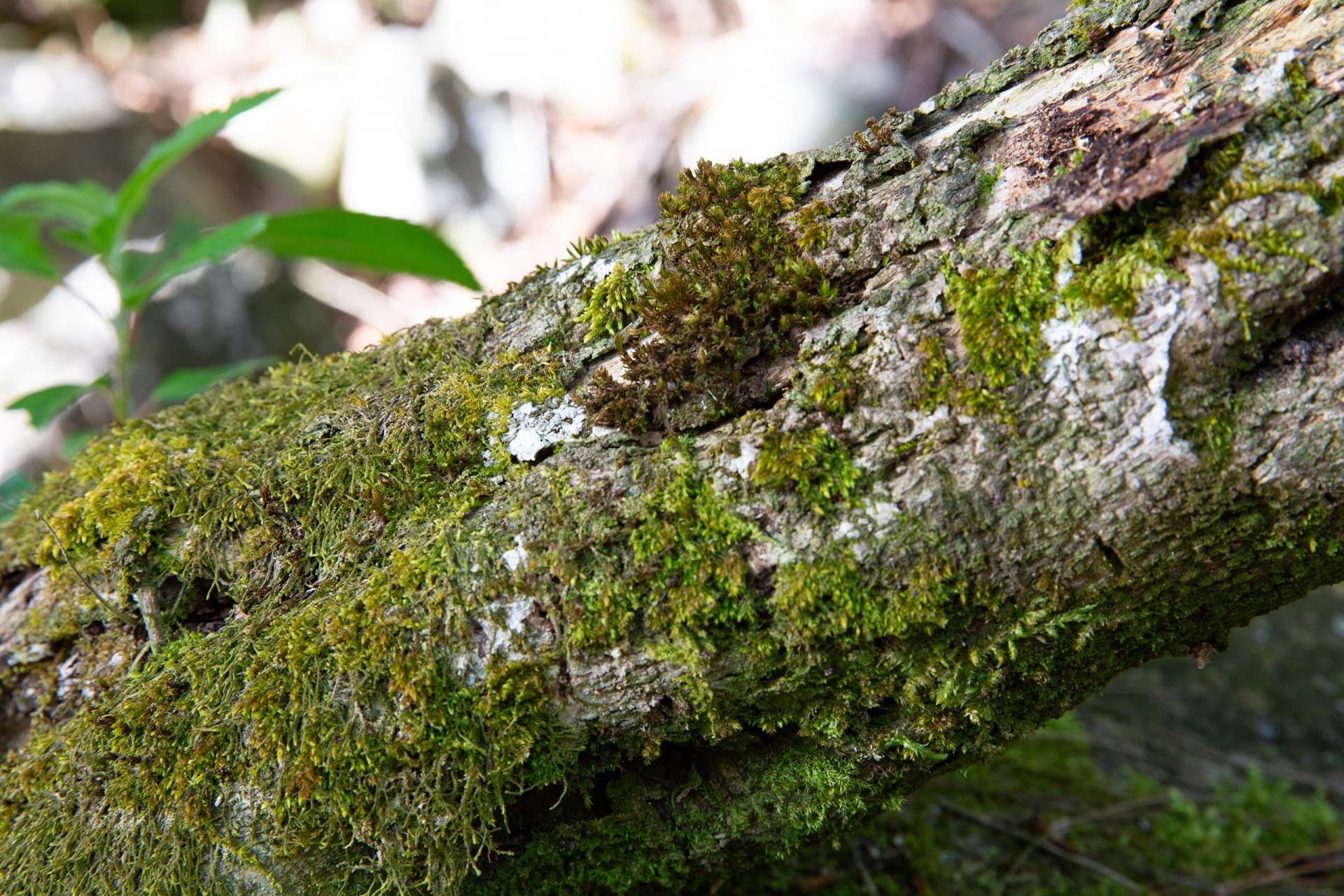 Smithsonian Tropical Research Institute