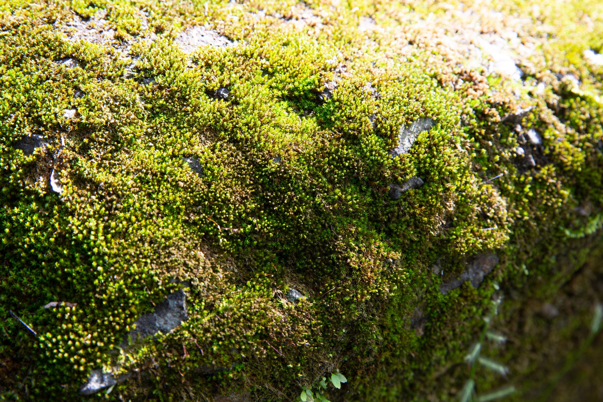 Bryophytes Mosses