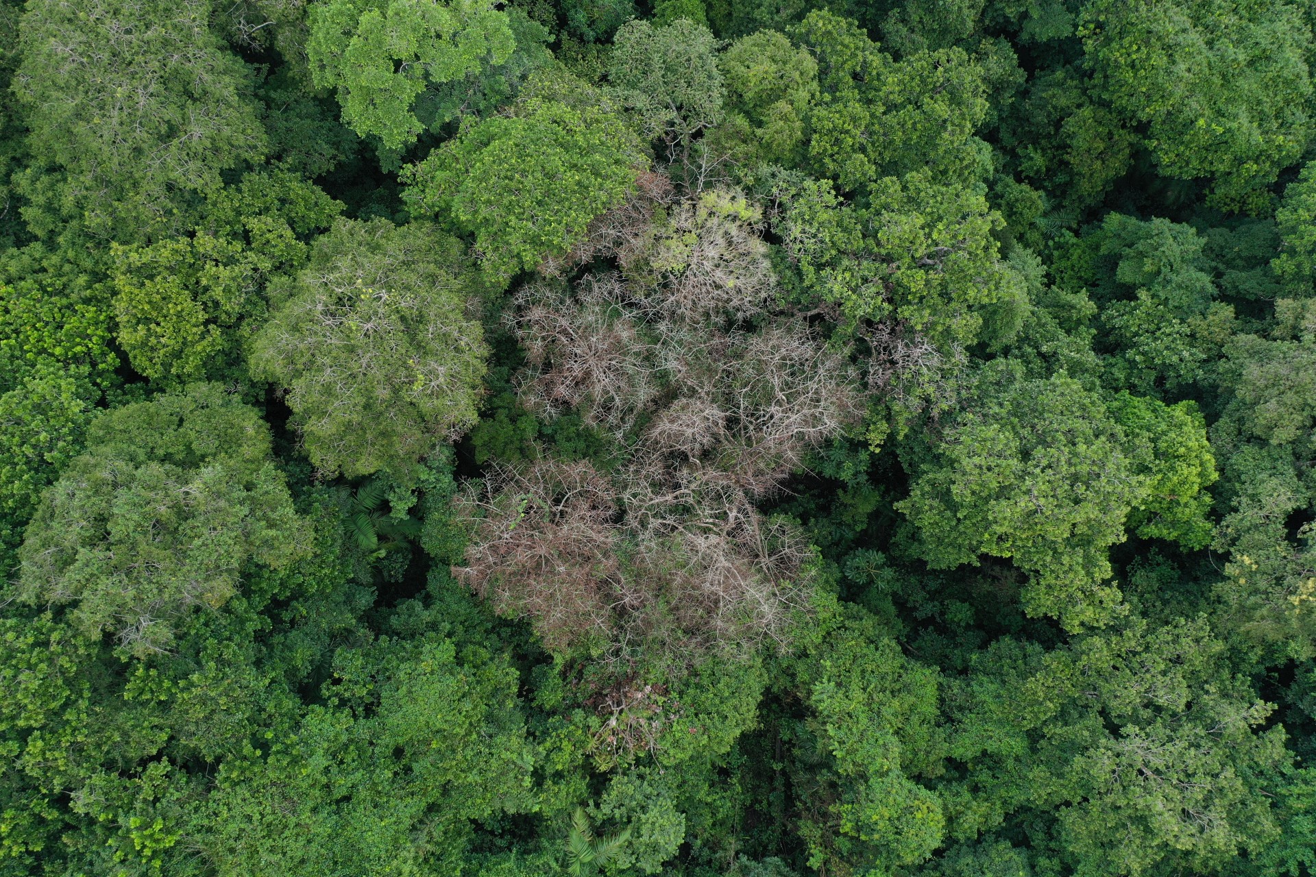 Smithsonian Tropical Research Institute