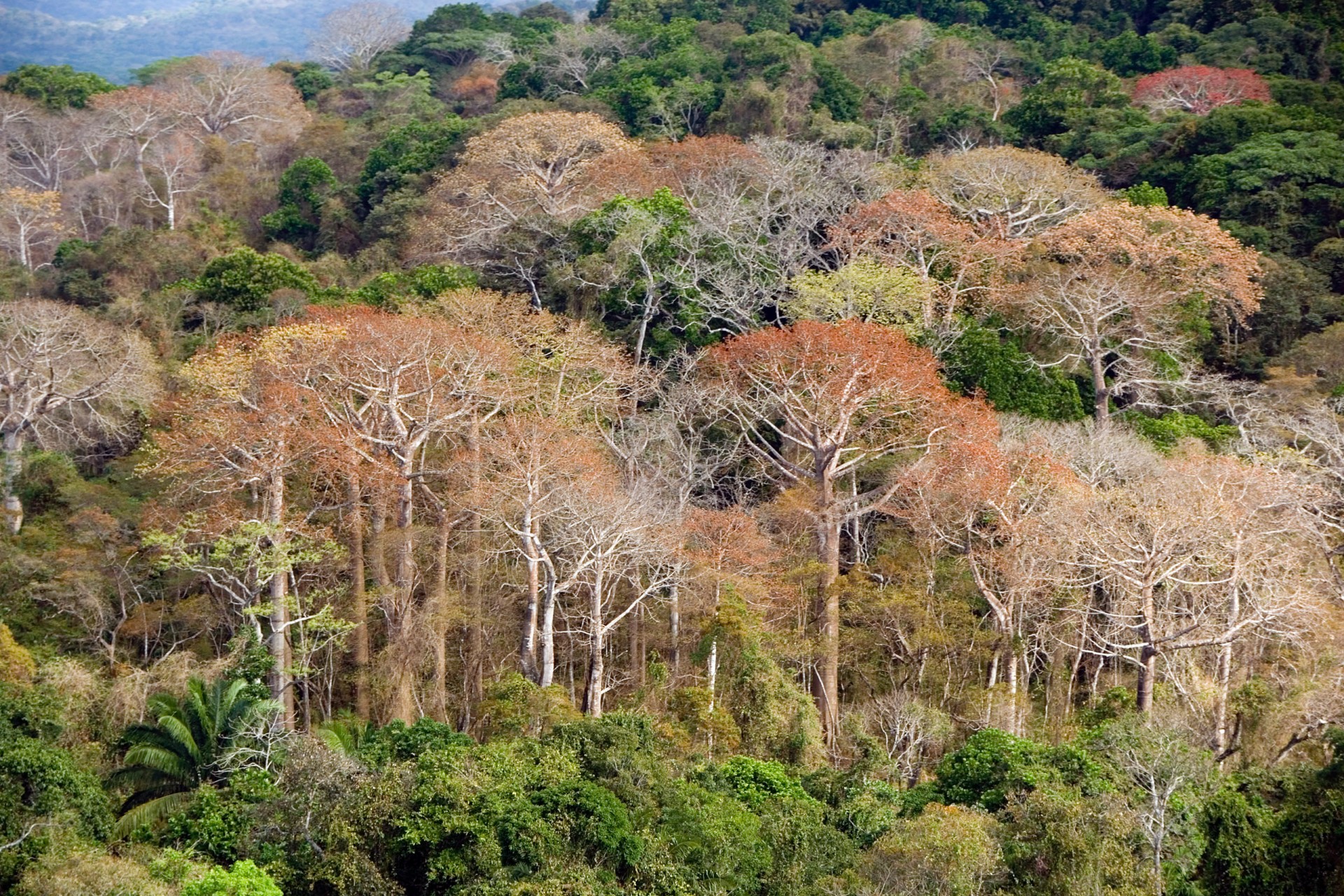 Individual tree species, not forest communities, respond to changes in phosphorus levels