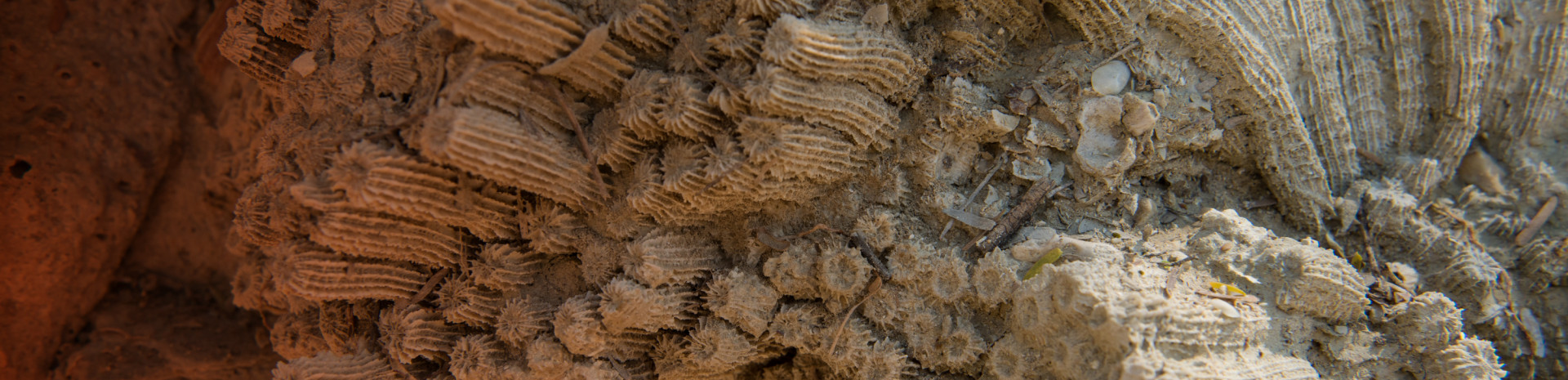 STRI Coral Reef STRI Coral Reef