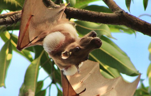 Smithsonian Tropical Research Institute