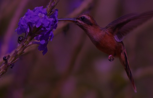 Smithsonian Tropical Research Institute