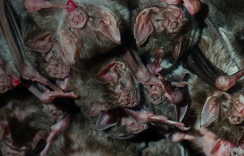 Vampire bat bonding persists from the lab to the wild