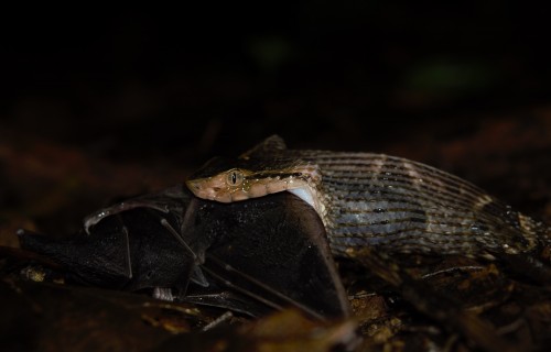 Venomous Snake Captures Frog-eating Bat