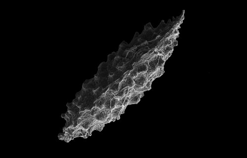 Tropical Forest Seeds Have Three Survival Strategies