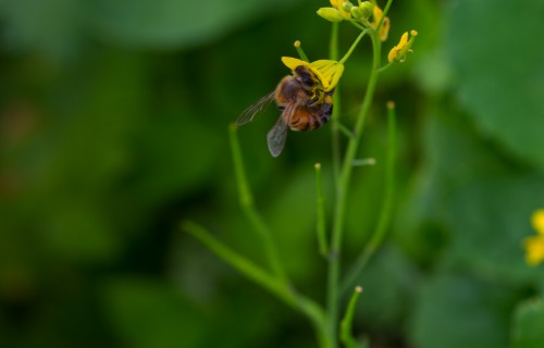 Save the bees