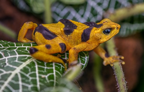 Smithsonian Tropical Research Institute