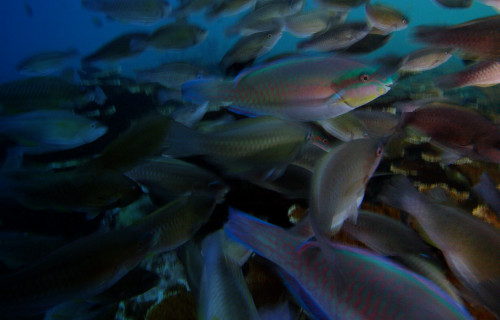 Coral reefs grow faster and healthier when parrotfish are abundant
