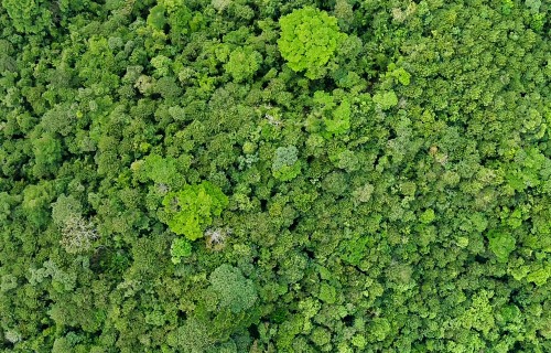 Smithsonian Tropical Research Institute
