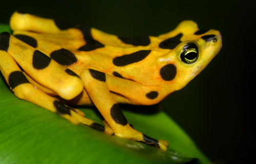Panama’s endangered golden frog gets help with breeding in captivity