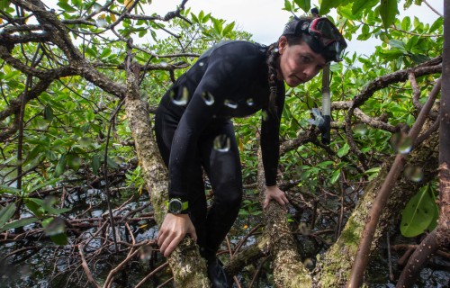 What’s lurking under the forest?