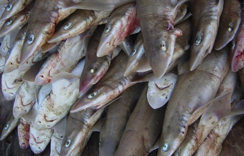 Fishing exclusion zones to help manage shark populations in Pacific Panama