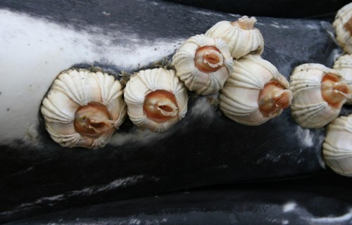 Hitch-hiking barnacles