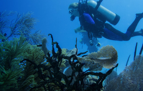 The caribean's declining reefs