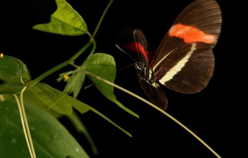 Las mariposas toman distintos caminos para llegar al mismo patrón de color