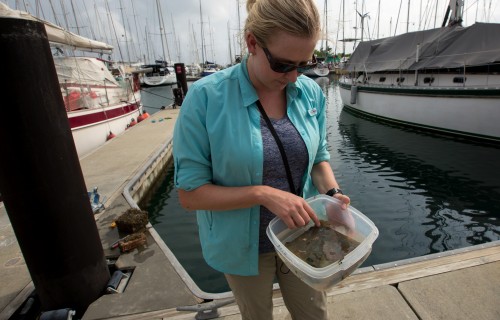 The positive side of fouling communities 