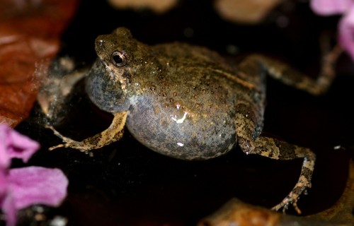 Frog Sex in the City