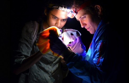 gamboa bat nights thumbnail